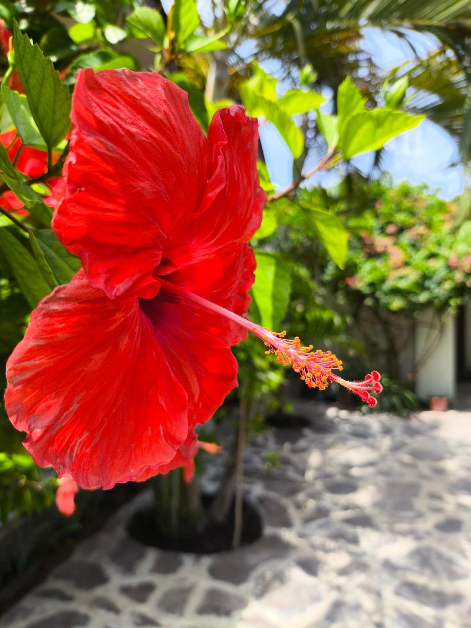 Gili Mesari Cottages & Homestay Gili Trawangan Buitenkant foto